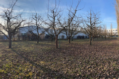 15 Der Obstlehrgarten am Nachmittag - Alle Bäume sind geschnitten