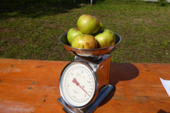 Sammeln-Waage