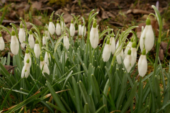 Schneegloeckchen