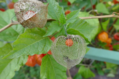 Garten-Lampionblume