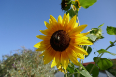 Garten-Sonnenblume