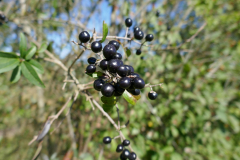 Innkanal-Beeren-2
