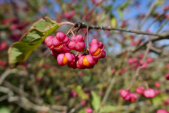 Innkanal-Pfaffenhuetchen