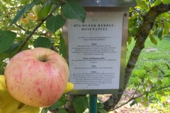Apfel-Dülmener-Rosen