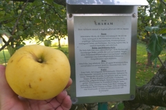 Apfel-Graham