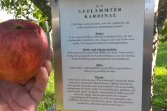 Apfel-Kardinal