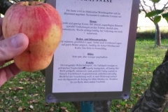 Apfel-Schafnase