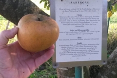 Apfel-Zabergau