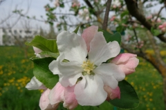 Obstlehrgarten2013-Bluete-3