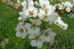 Obstlehrgarten2013-Bluete-5