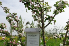 Obstlehrgarten2013-Dülmener-2