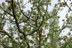 Obstlehrgarten2013-Rote-Boskoop