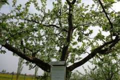 Obstlehrgarten2013-Schoeneberger
