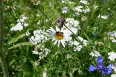 Suchbild