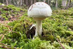 Giftig