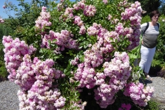 Rosarium-9